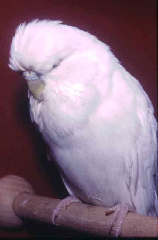 aaspang2002.jpg (17851 bytes)