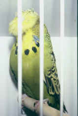 ybcrest.jpg (31097 bytes)