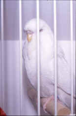 603-3.jpg (21595 bytes)