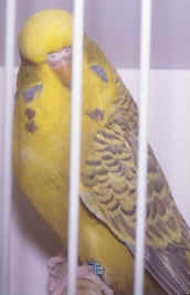 engfallow30-3.jpg (25465 bytes)