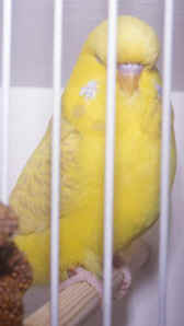 lacewing38-1.jpg (24162 bytes)