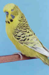 texas.jpg (18048 bytes)