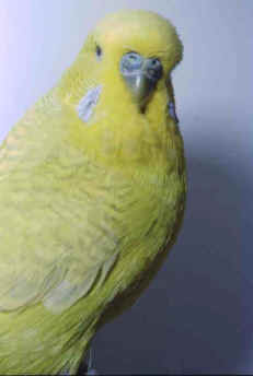 yellow.jpg (15769 bytes)