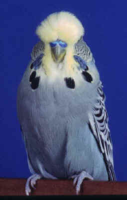 yellowface.jpg (19883 bytes)